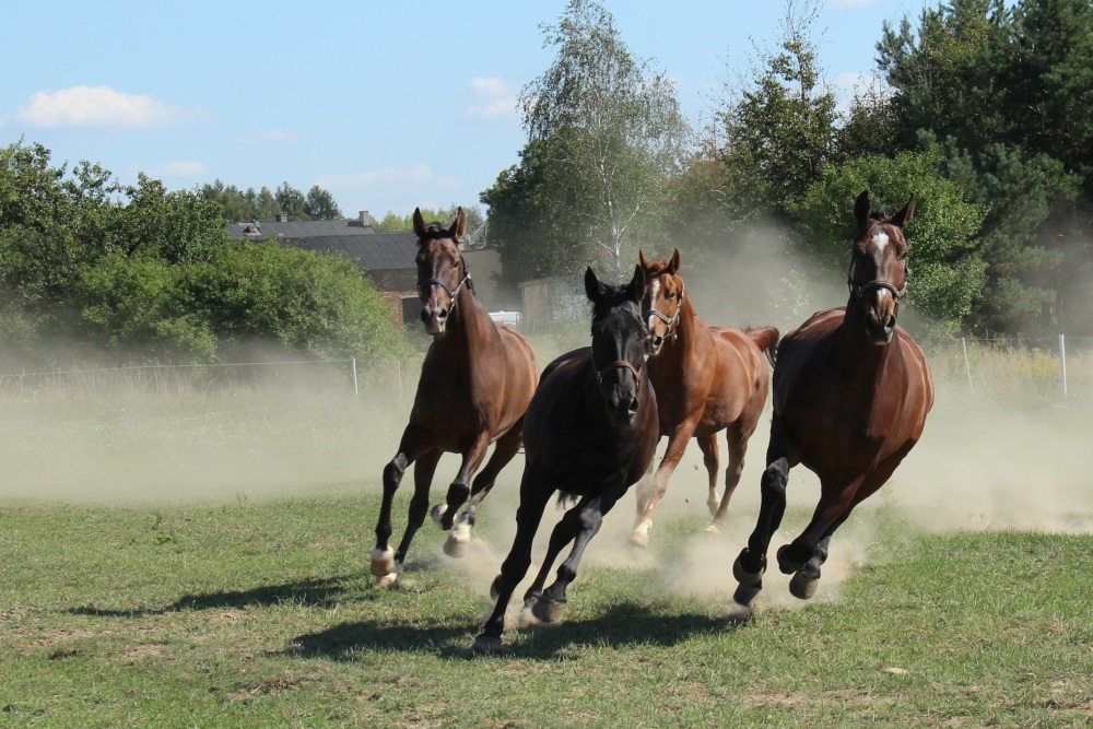 Biegnące cztery konie.
